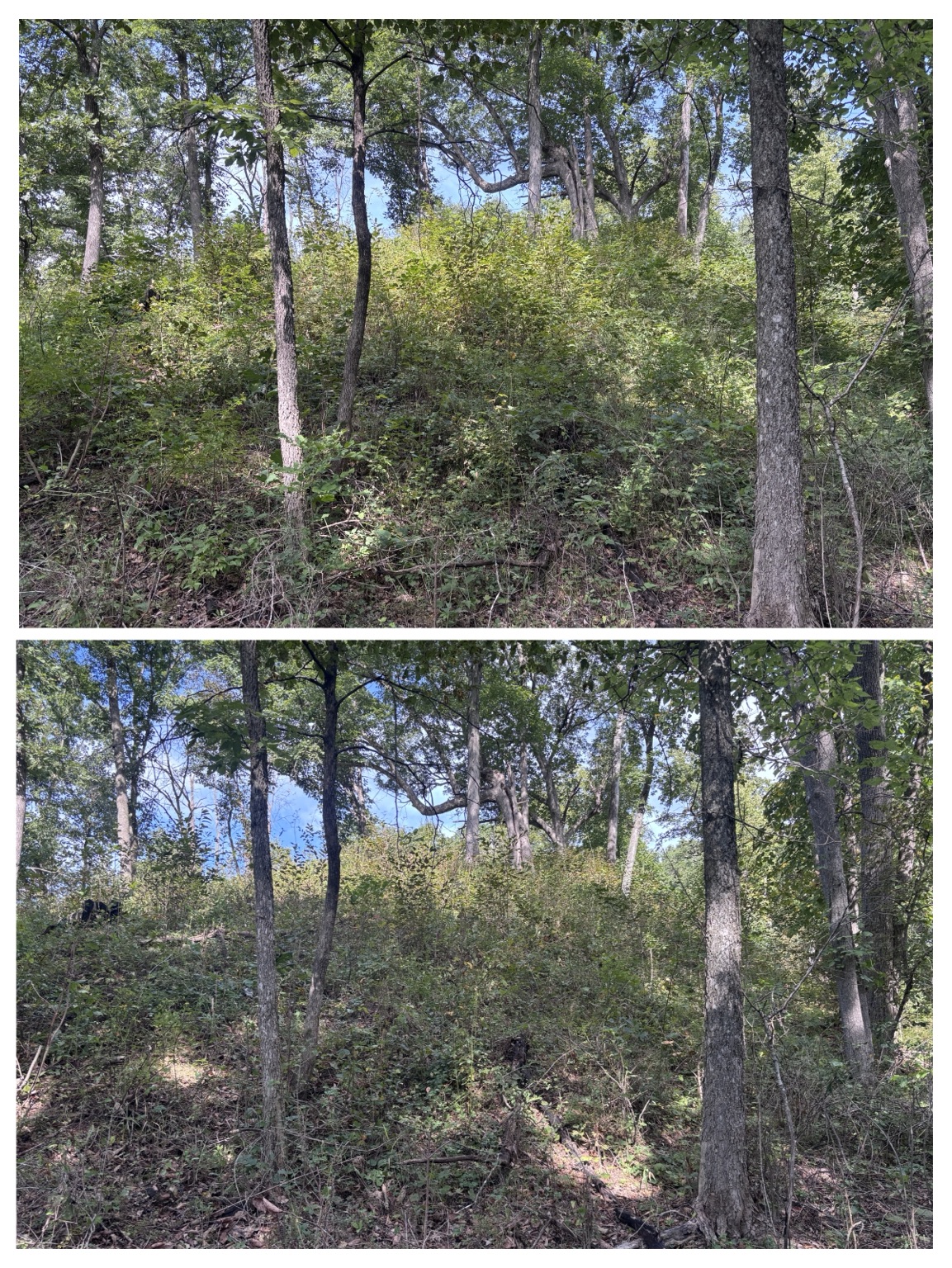 A photo comparison from the brush-control project.