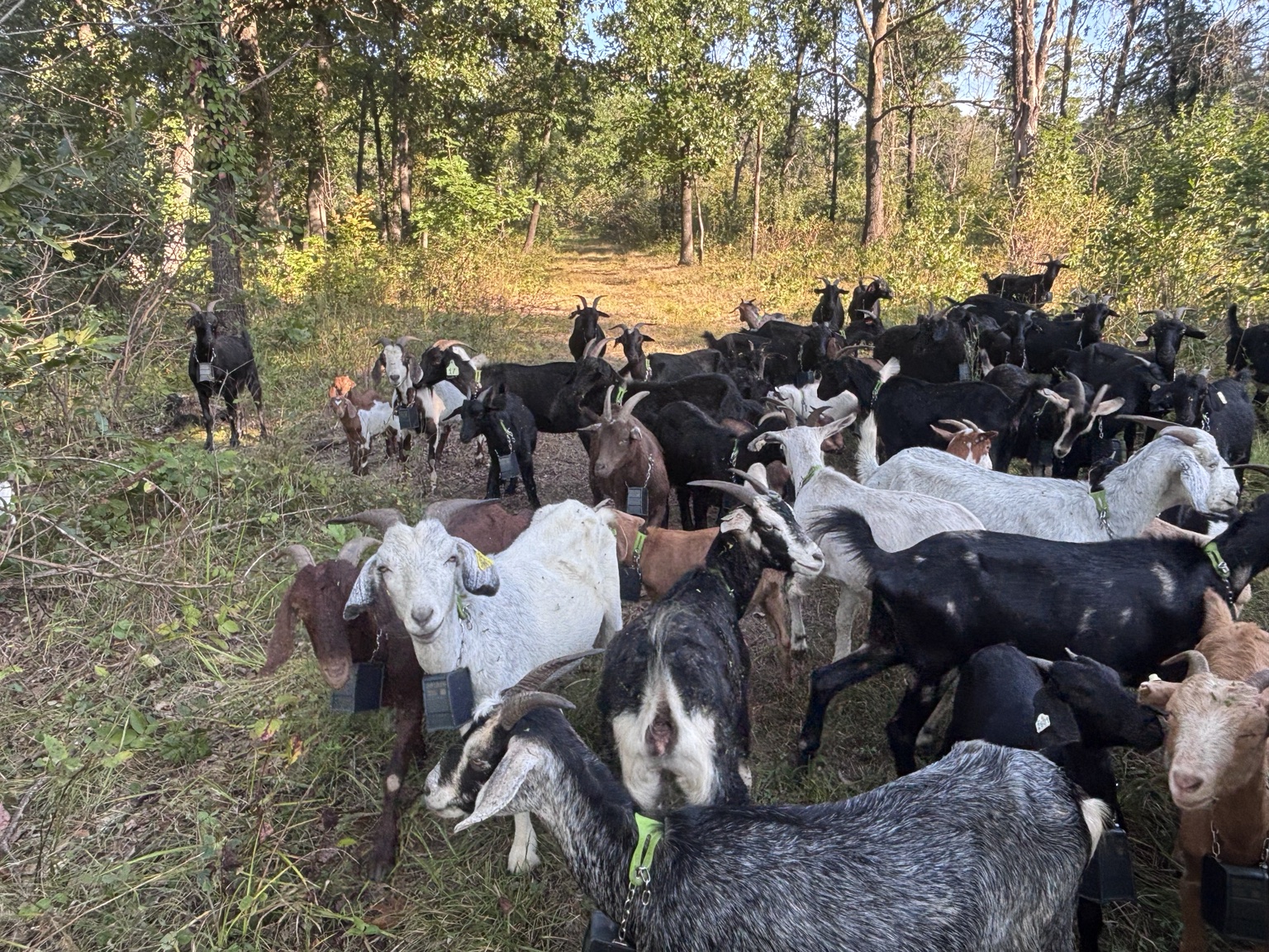 Goats together in a woodland treatment area.