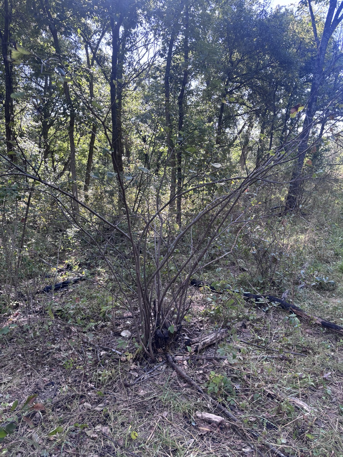 A close look at the vegetation in a treatment area.