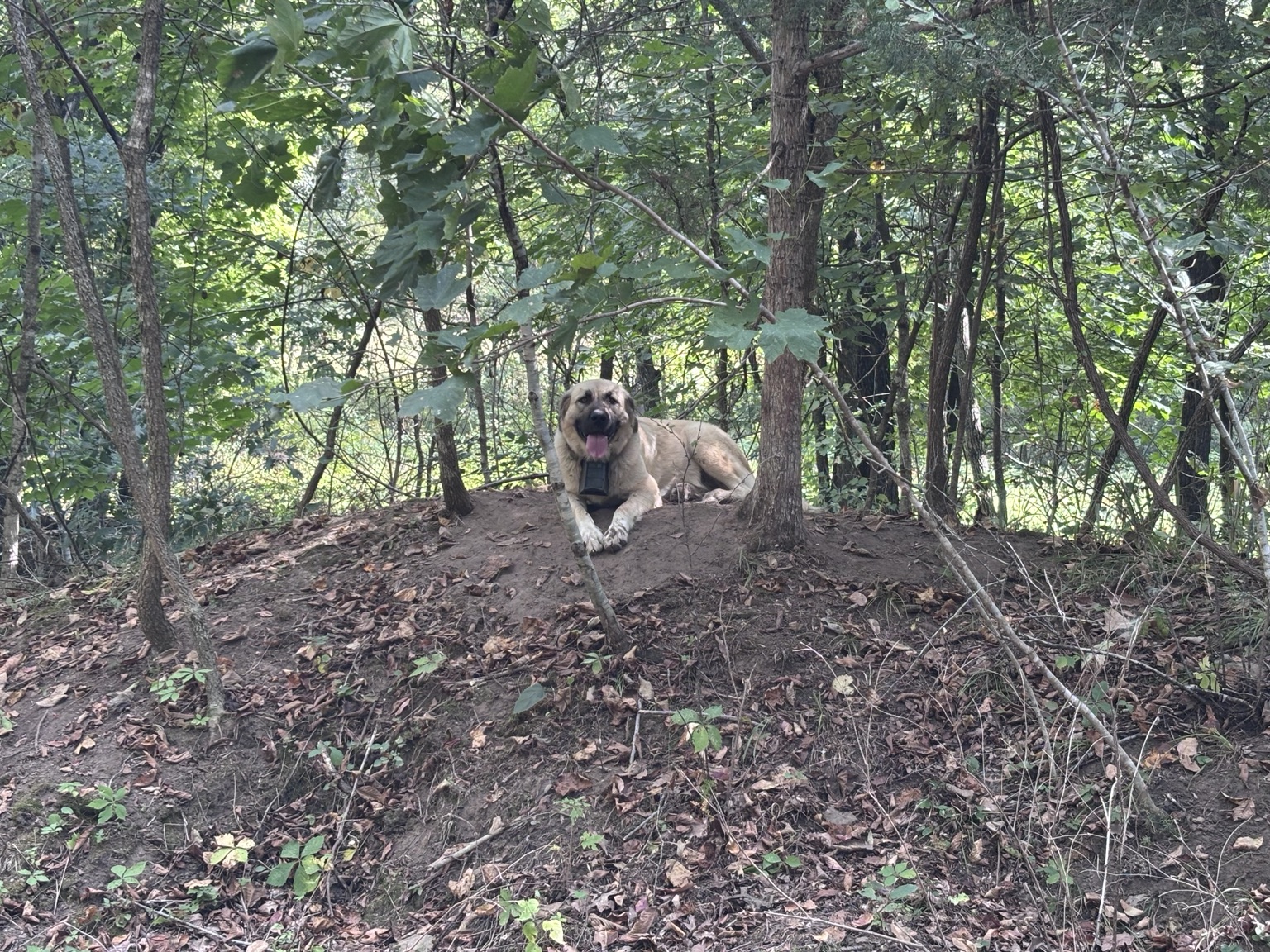 A livestock guardian dog accompanies the deployed herd to help deter predators.