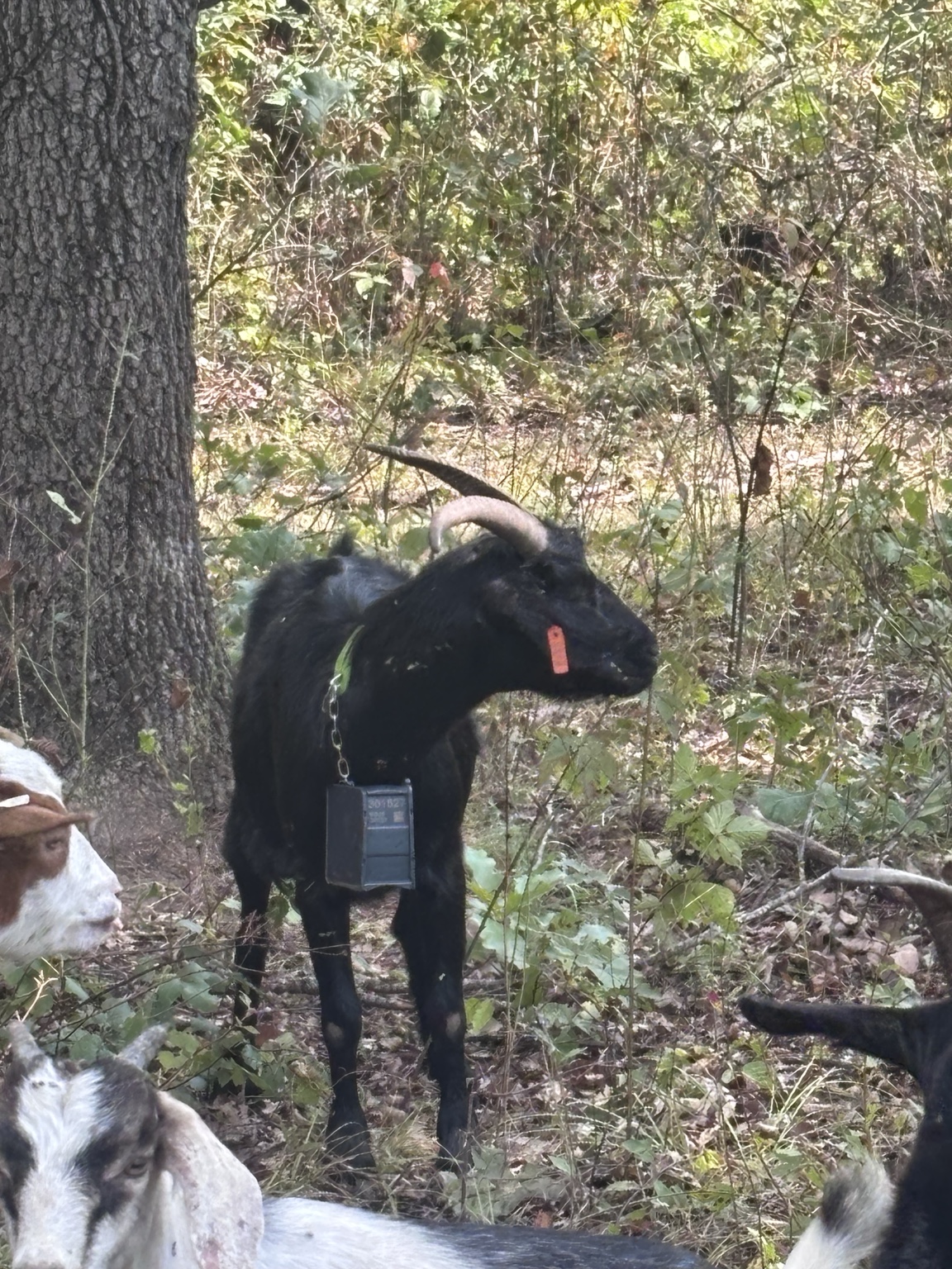 A collar-equipped goat in the woodland.