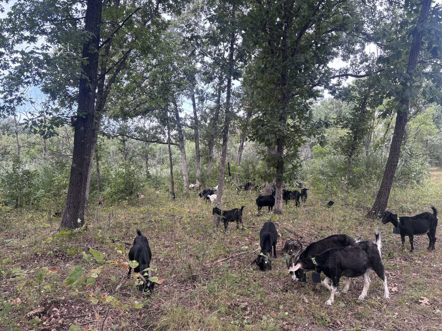 The herd working among trees and low vegetation.