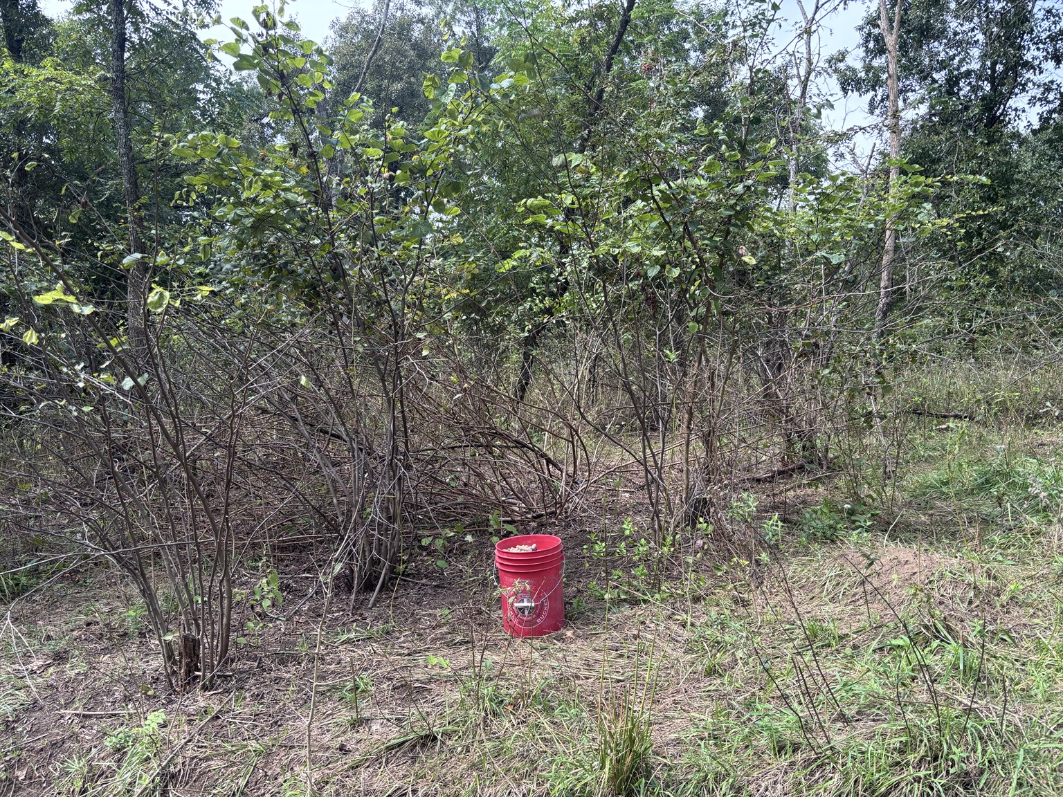 A field view of brush and understory vegetation.