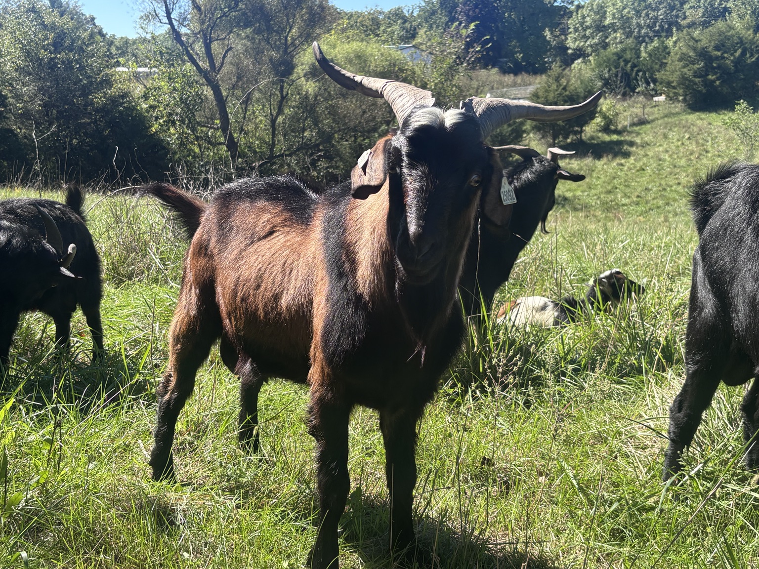 Showcase Spanish goat buck standing in the pasture at Pasture Partner Ranch