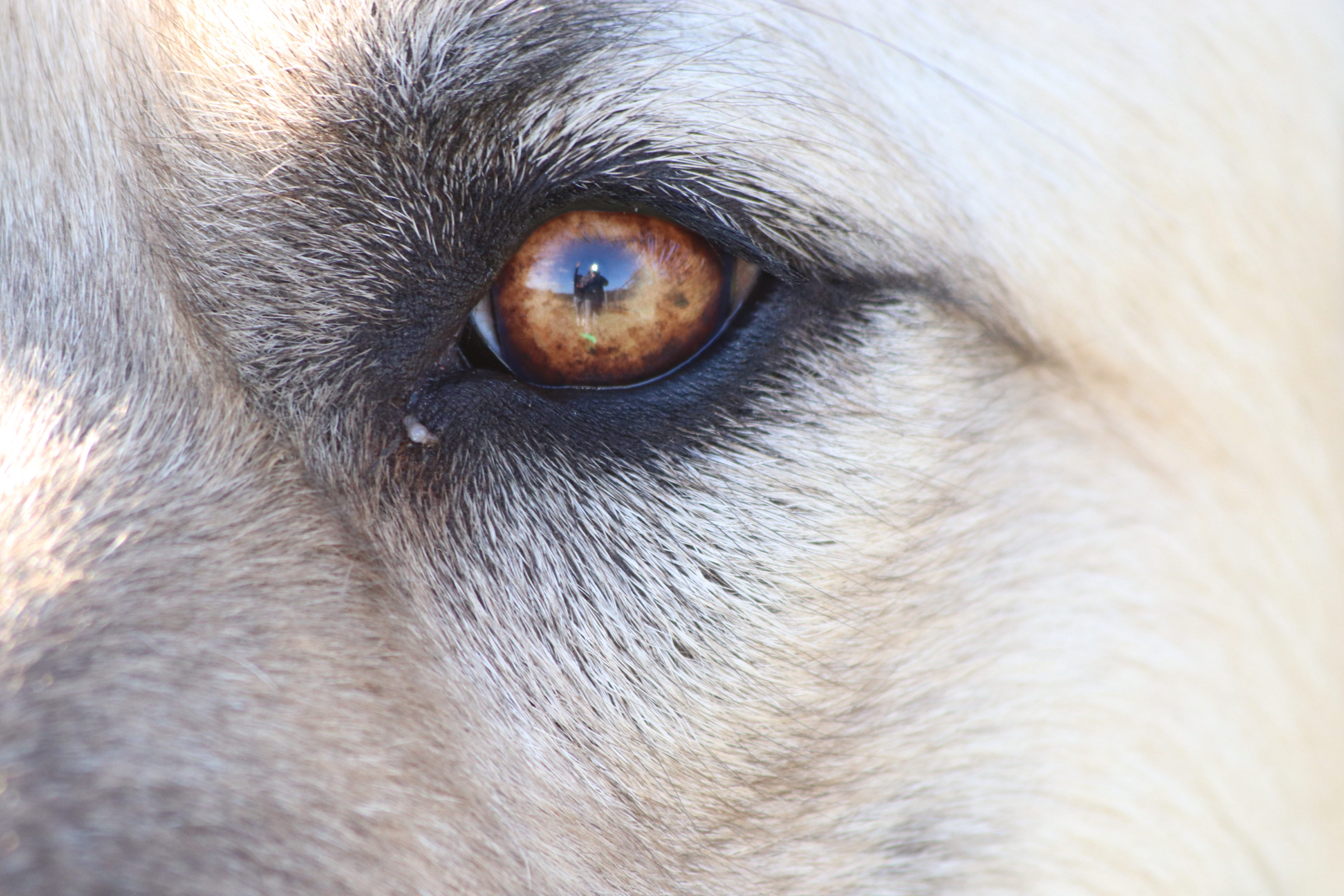 Close-up of our livestock guardian dog’s amber eye